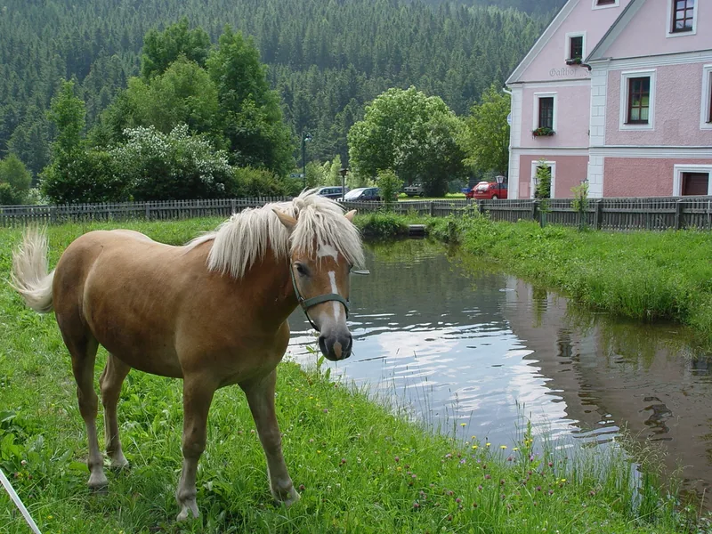 Ein Haflinger grast am Teich, rechts im Bild die rosa Fassade des Gasthofs.